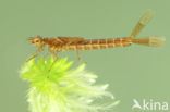 Irish Damselfly (Coenagrion lunulatum)