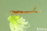 Irish Damselfly (Coenagrion lunulatum)