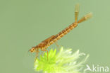 Irish Damselfly (Coenagrion lunulatum)