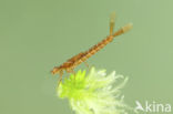 Irish Damselfly (Coenagrion lunulatum)