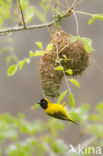 Southern Masked-Weaver (Ploceus velatus)