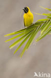 Maskerwever (Ploceus velatus)