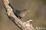 Merel (Turdus merula)