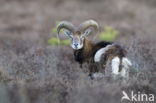 Mouflon (Ovis musimon)