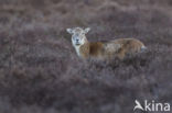 Mouflon (Ovis musimon)