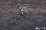 Mouflon (Ovis musimon)