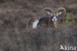 Mouflon (Ovis musimon)