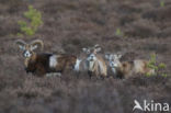 Mouflon (Ovis musimon)