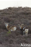 Mouflon (Ovis musimon)