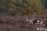 Mouflon (Ovis musimon)