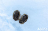 Willow Ptarmigan (Lagopus lagopus)