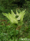 Cabbage Thistle (Cirsium oleraceum)
