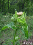 Cabbage Thistle (Cirsium oleraceum)