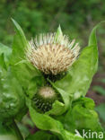 Cabbage Thistle (Cirsium oleraceum)