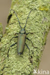 Aromia moschate
