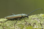 Aromia moschate
