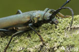 Aromia moschate