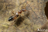 Myrmecocephalus concinnus