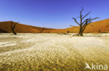 Namib naukluft national park