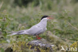 Arctic Tern (Sterna paradisaea)