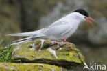 Arctic Tern (Sterna paradisaea)