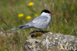 Arctic Tern (Sterna paradisaea)