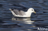 Noordse Stormvogel (Fulmarus glacialis)