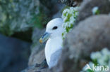 Noordse Stormvogel (Fulmarus glacialis)