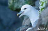 Noordse Stormvogel (Fulmarus glacialis)