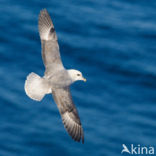 Noordse Stormvogel (Fulmarus glacialis)