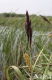 Oeverzegge (Carex riparia)