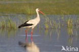 White Stork (Ciconia ciconia)