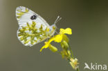 Oostelijk marmerwitje (Euchloe ausonia)