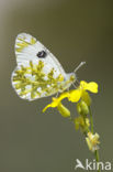 Eastern Dappled White (Euchloe ausonia)