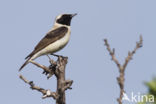 Oostelijke blonde tapuit (Oenanthe melanoleuca)