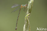 Oostelijke houtpantserjuffer (Chalcolestes parvidens)