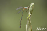 Oostelijke houtpantserjuffer (Chalcolestes parvidens)