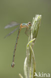 Oostelijke houtpantserjuffer (Chalcolestes parvidens)