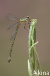 Oostelijke houtpantserjuffer (Chalcolestes parvidens)