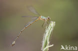 Oostelijke houtpantserjuffer (Chalcolestes parvidens)