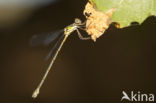 Oostelijke houtpantserjuffer (Chalcolestes parvidens)