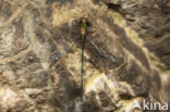 Chalcolestes parvidens