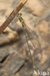 Oostelijke houtpantserjuffer (Chalcolestes parvidens)