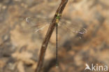 Oostelijke houtpantserjuffer (Chalcolestes parvidens)