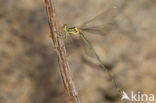 Oostelijke houtpantserjuffer (Chalcolestes parvidens)