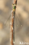 Oostelijke houtpantserjuffer (Chalcolestes parvidens)