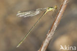 Oostelijke houtpantserjuffer (Chalcolestes parvidens)