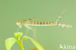 Oostelijke houtpantserjuffer (Chalcolestes parvidens)