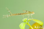 Oostelijke houtpantserjuffer (Chalcolestes parvidens)