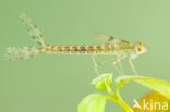 Oostelijke houtpantserjuffer (Chalcolestes parvidens)